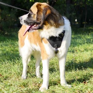 Черная кожаная шлейка с ручкой для московской сторожевой «Working Dog»